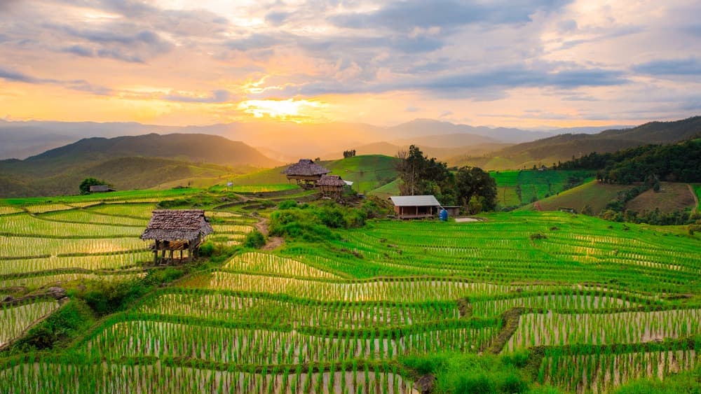 Rizières en terrasse de Baan Pa Pong Piang
